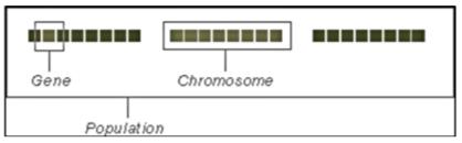 1) Population, chromosome and genome: Population: The number of individuals present with same length of chromosome. In other words, they are a set of possible solution to a optimization problem.