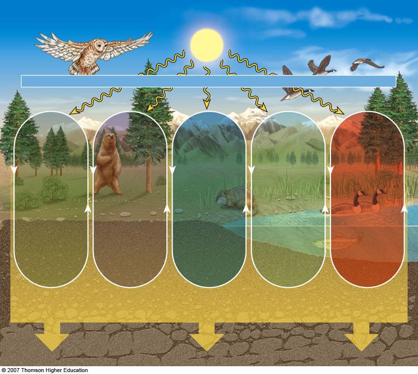 Biosphere Carbon cycle Phosphorus cycle Nitrogen cycle Water cycle