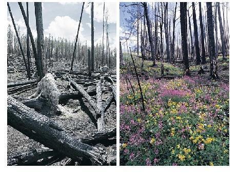 SECONDARY SUCCESSION Usually takes place after a land clearance Fire,