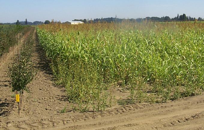 Hybrid sudan grass can be planted as a summer cover
