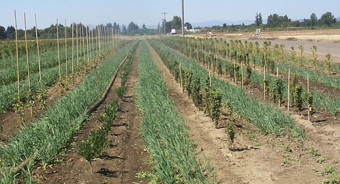 Plant cool season vegetation in aisles -reduce bare soil exposure Winter cover crops planted in aisles between rows of nursery crops stabilizes