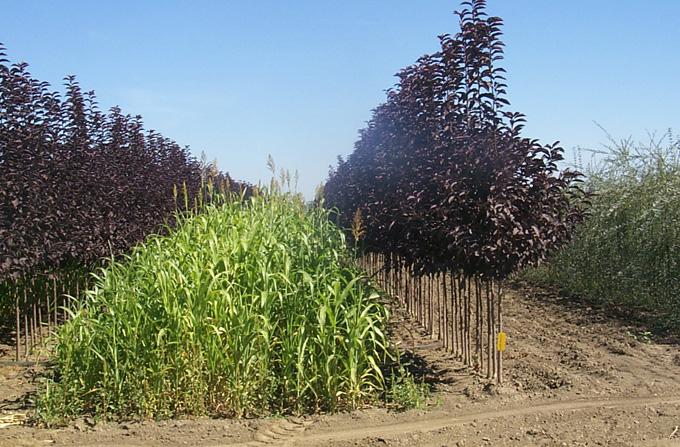 Plant warm season vegetation in aisles -reduce bare soil exposure Summer cover crops planted in