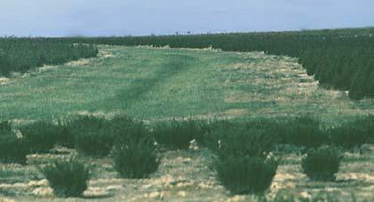 Grass waterways on slopes reduce soil erosion and erosion channels. Grassed waterways on slopes between nursery blocks reduce erosion and movement of soil from field production areas.