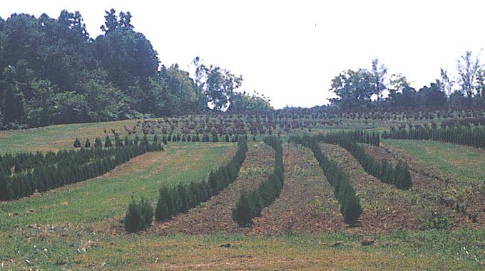 Use vegetation for row ends to prevent erosion Grassed