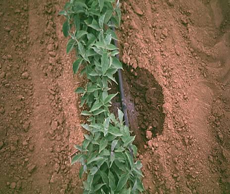 Drip Irrigation Efficient Environmentally friendly Reduces mortality Increases growth per year Drip irrigation is considered as a Best Management Practice for field production.