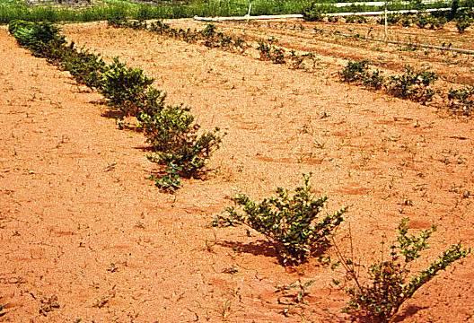and soil fertility are required to successfully produce nursery stock.