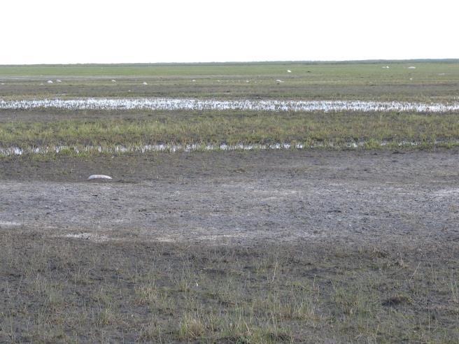 AAFC File photo 8. Human-Caused Bare Ground How much of the riparian area has bare ground caused by human activity (including livestock management)?