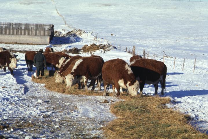 AAFC File Photo Cattle Wintering Sites Confined feeding in inappropriate soils and sites can: Increase the risk of runoff of concentrated nutrients and pathogens Leach contaminants into ground water