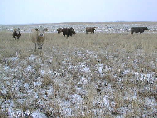 AAFC File Photo Cattle Wintering Sites Site location considerations: Not over-used, or a place that floods or pools in spring Fine-textured soil reduces leaching into groundwater Setback distance,