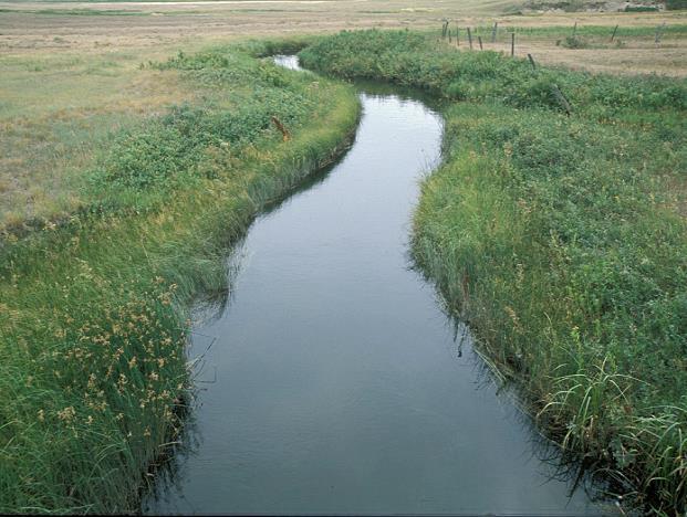 AAFC File photo Ecological Functions» Trap and store sediment» Build and maintain streambanks and shorelines» Store water and energy» Recharge groundwater aquifers» Filter and buffer water»