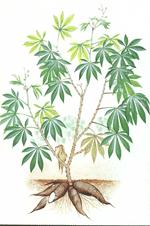 CHALLENGES Cassava polyploidy (2n =36) Genome