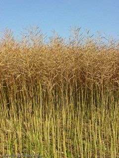 wheat, barley, oats, oilseed rape straw Options for