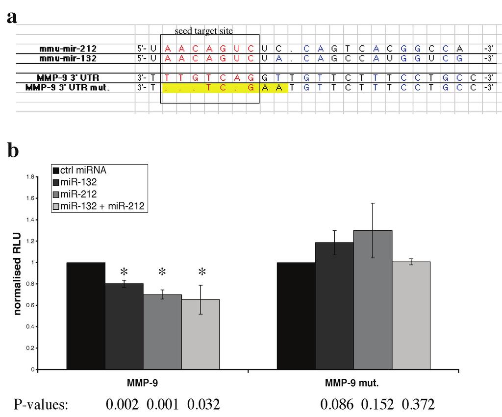 Supplementary Figure 8. MMP-9 is a direct target of both mir-212 and mir-132. a, Alignment of both mir-212 and mir-132 sequences with their target site in the 3 UTR of MMP-9 gene.