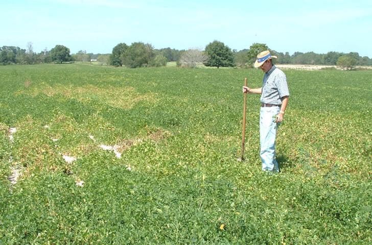 Figure 8. A commercial peanut field in early August with patchy chlorosis (yellowing) due to heavy root-knot nematode infestation. Figure 6.