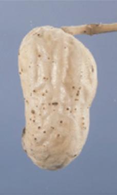 infect cotton, whereas the cotton or southern root-knot nematode (Meloidogyne incognita) does not infect peanut.