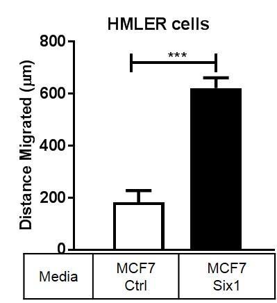 HMLER cells and only Six1 is overexpressed in MCF7 cells