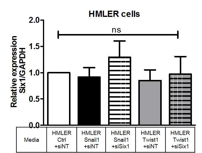 (f) qrt-pcr analyses of Six1 levels in HMLER-Ctrl cells