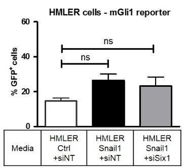 HMLER-Snail1+/- sisix1 cells or (b) HMLER-Twist1+/-siSix1 cells. (c) qrt-pcr analyses of Hh pathway target genes in HMLER-Ctrl cells in different CM; gene expression normalized to PP1B.