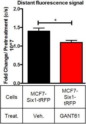 MCF7-Six1 cells) in MCF7-Six1-tRFP and tumor groups represented as c/s, counts per second.