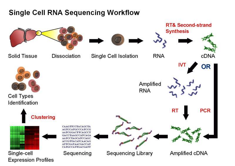 RNA-Seq at Single Cell Resolution