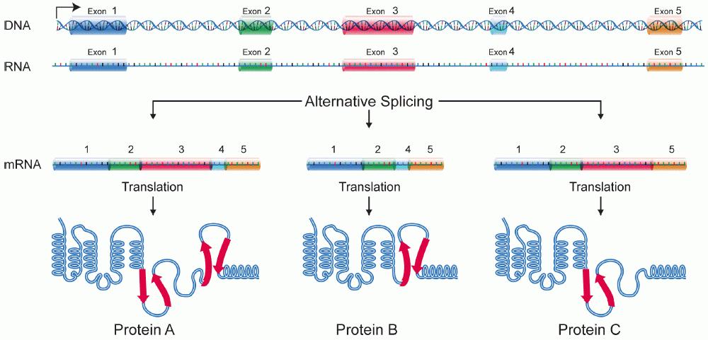 Alternative Splicing Increases RNA Transcript Complexity mrna transcribed from gene locus, which in most cases, is made up of exons and introns Post-transcription, nascent transcripts have their