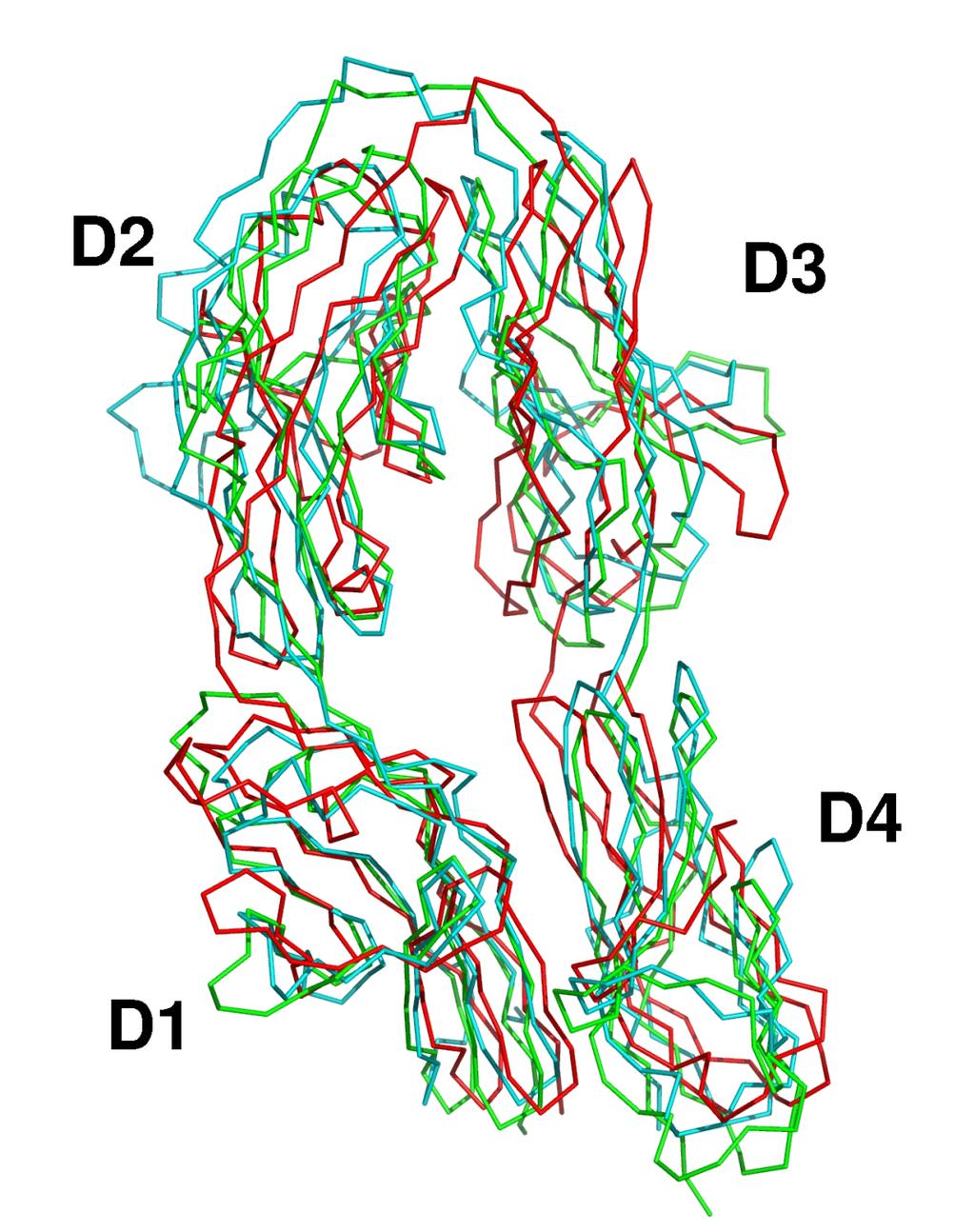 The interface of axonin is superimposed in b, and residues contributed to the interface are colored cyan when belonging to axonin and red when belonging to Dscam.