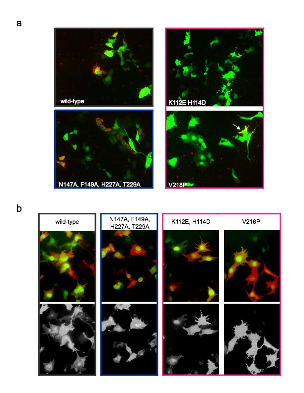 Figure S9: Surface expression of mutant Dscam isoforms in transfected COS cells is normal. a) Cos cells were co-transfected with GFP and either wild-type Dscam 1.34.