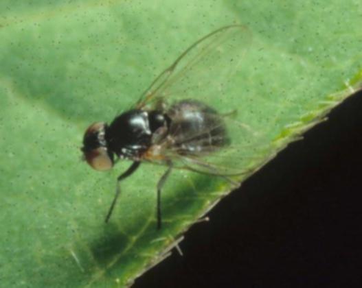 Mungbeans must be protected against beanflies, aphids (especially black legume aphid [Aphis craccivora]), pod borers (Mauca testulalis and Ostrinia furncalis) and Bruchids.