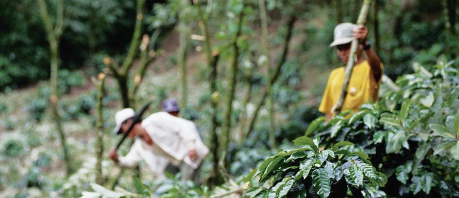 Whether Brazilian farmers restrict their coffee-growing to only the most ideal locations or expand it to less suitable land depends on the price they expect to get for their beans.