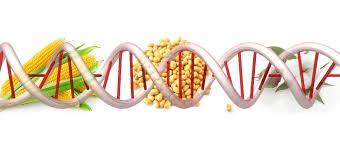 What is a genetically modified organism?