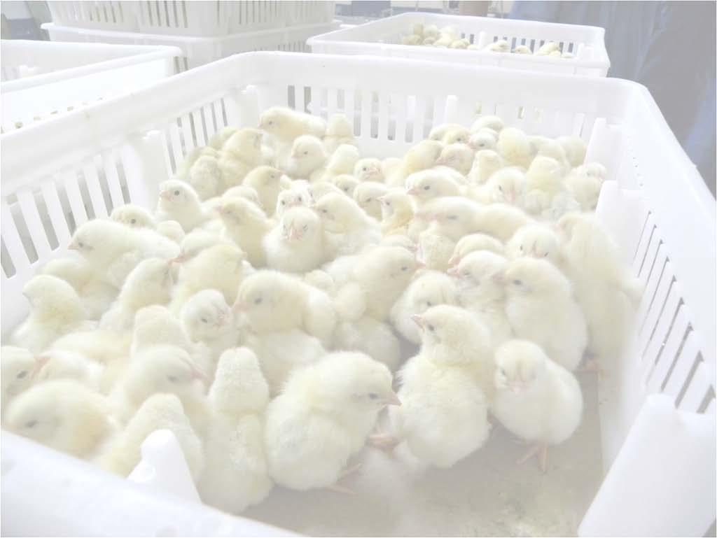 Broilers Industry contracting with lower broiler-breeder flock numbers Chick placements expected to trend downward Lower meat production into