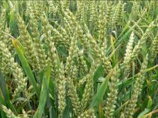 Sub-Component 2.5: Biological Resources Topic 2.5.3: Crops Crops refer to plants or agricultural produce grown for food or other economic purposes, such as clothes or livestock fodder.