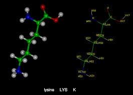 Lysine L-lysine- an essential amino acid Codons for amino acid sequence are AAA and AAG In particular,