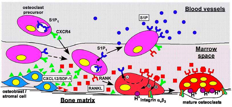 Quantitative analysis of bone homoeostasis RANK activation promotes osteoclast attachment and bone resorption