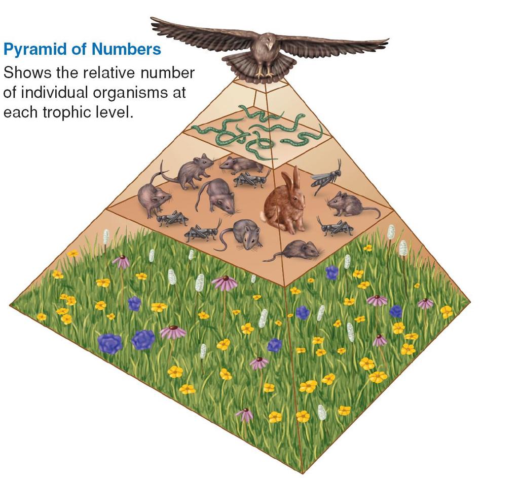 Ecological Pyramids Pyramid of Numbers: Shows the
