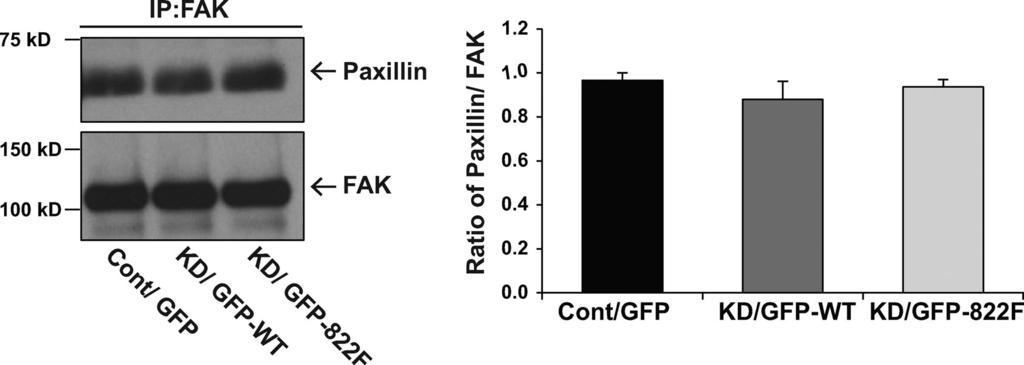Figure S3. Paxillin recruitment to FAK is unaltered in the Y822F-expressing cell lines. Previous work indicated that there is increased recruitment of paxillin to FAK in cells expressing Y822F 9.