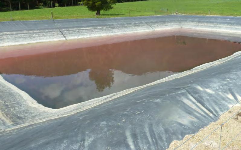 Effluent pond is full with vegetation and solids build-up Effluent pond has plenty of free-board available The MSRMP rules do not outline how much storage is required or the standard of the storage