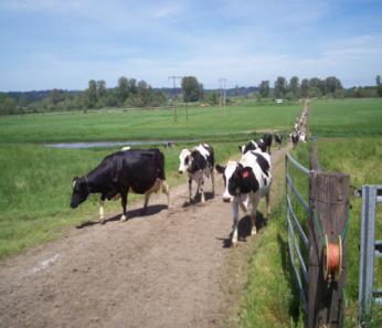 GONADOPRO Cattle Reproduction Market Opportunity Reproduction is the single biggest driver of economic gain on a dairy farm Options to improve conception rates involve long duration and complex