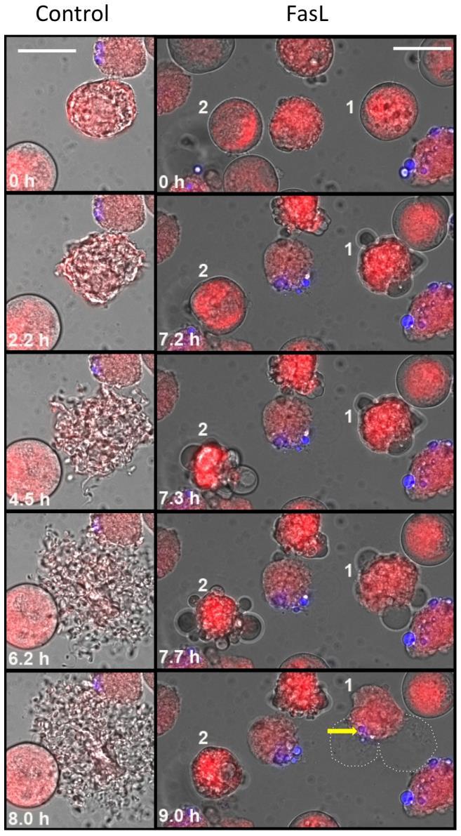Supplementary Figure 2 FasL triggers apoptosis in megakaryocytes Representative still images from time-lapse video microscopy of cultured BM derived BSA-gradient purified megakaryocytes treated with