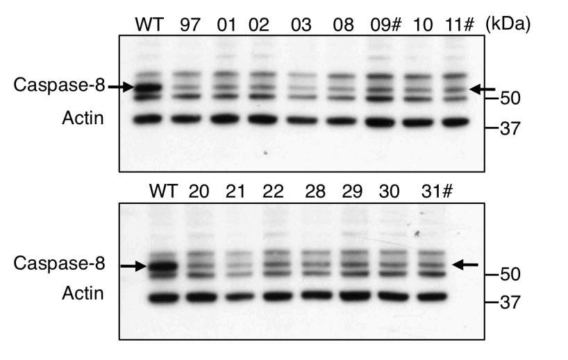 Supplementary Figure 3 Expression of Caspase-8 in platelets from Fas lpr/lpr BM chimeras Western blot analysis of platelet protein lysates from chimeric mice 8 weeks after reconstitution with Casp8
