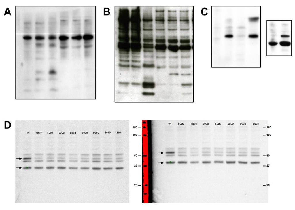 Supplementary Figure 6 Uncropped western blots (A) Western blot included in Fig. 2A. (B) Western blot included in Fig. 3A.