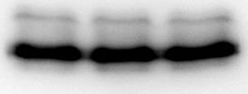antibodies. N = two independent experiments. (B) Binding of Keap1 G430C mutant to cortactin. 293T cells were transfected with FLAGtagged Keap1 wild-type (WT) or G430C mutant (G430C).
