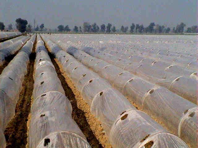 Each tunnel structure will then be covered by 0.04-mm thick and 10 feet wide plastic sheet. Approximately 25 tunnels can be constructed on an acre of land depending on the type of vegetable, i.e. watermelon, muskmelon or pumpkin.