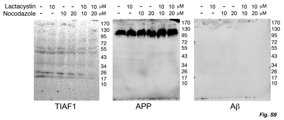 Figure S9. TIAF1 expression in rat glial cells. At high cell density, TIAF1 is expressed as 17- and 20-kDa isoforms. High molecular size TIAF1 at 50- and 55-kDa is also observed.