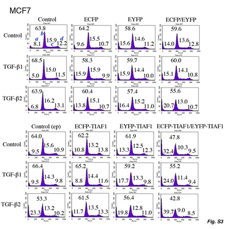 Figure S3. Transiently overexpressed ECFP-TIAF1/EYFP-TIAF1 induces apoptosis of human breast MCF7 cells.