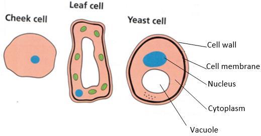 Sub-topic 1.1 Cell Structure 1. Identify the organelles labelled A - E in the following diagrams of an animal and a plant cell. 5 2.