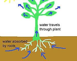 Evaporation and Transpiration Water also enters the atmosphere through the
