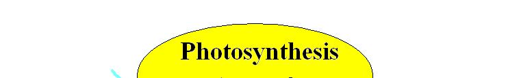 Photo and Resp Photosynthesis