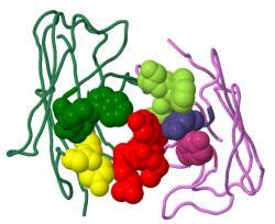 In any one antibody, the H chains are identical, and so are the L chains, so the molecule has rotational symmetry.