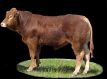 Espoir 10 bulls Progeny testing 42 On-station